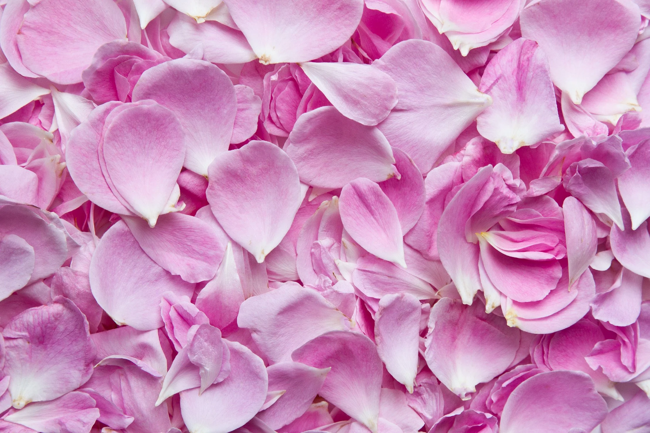 pink rose petals.jpg
