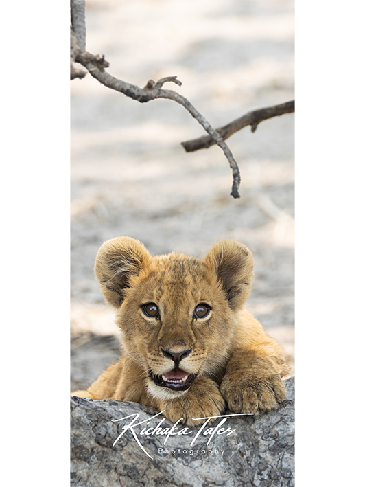 B003 -lioncubs-Demo4.png