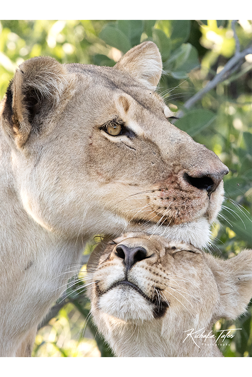 00009 - Lion Mother and Cub - thumbnal.png