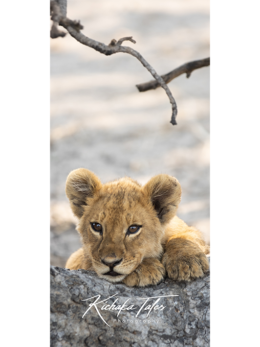 B005 -lioncubs-Demo2.png