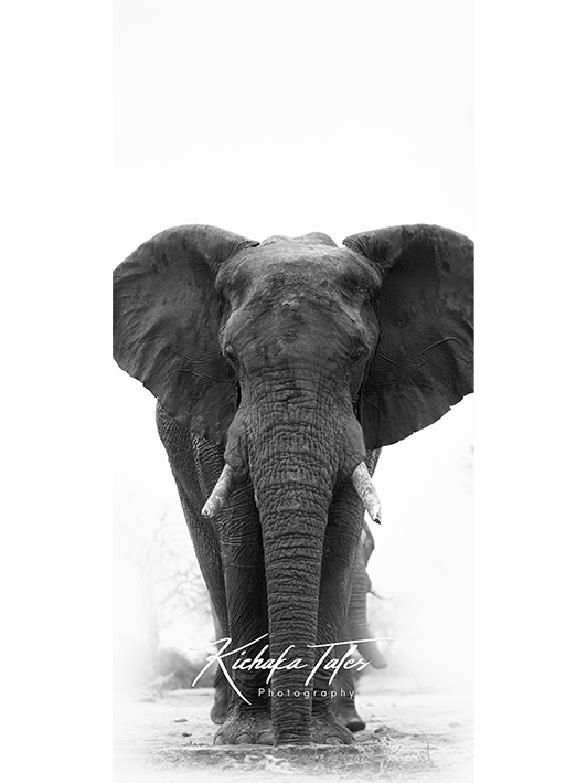 B001 -Elephant-demo2.png