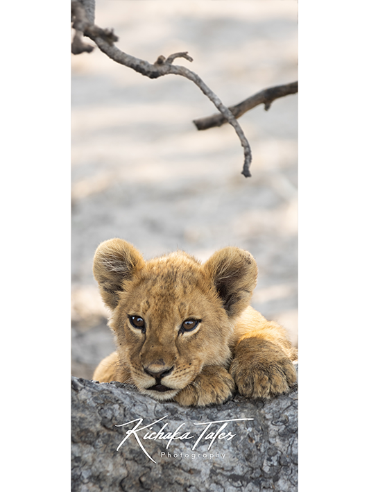 B002 -lioncubs-Demo2.png