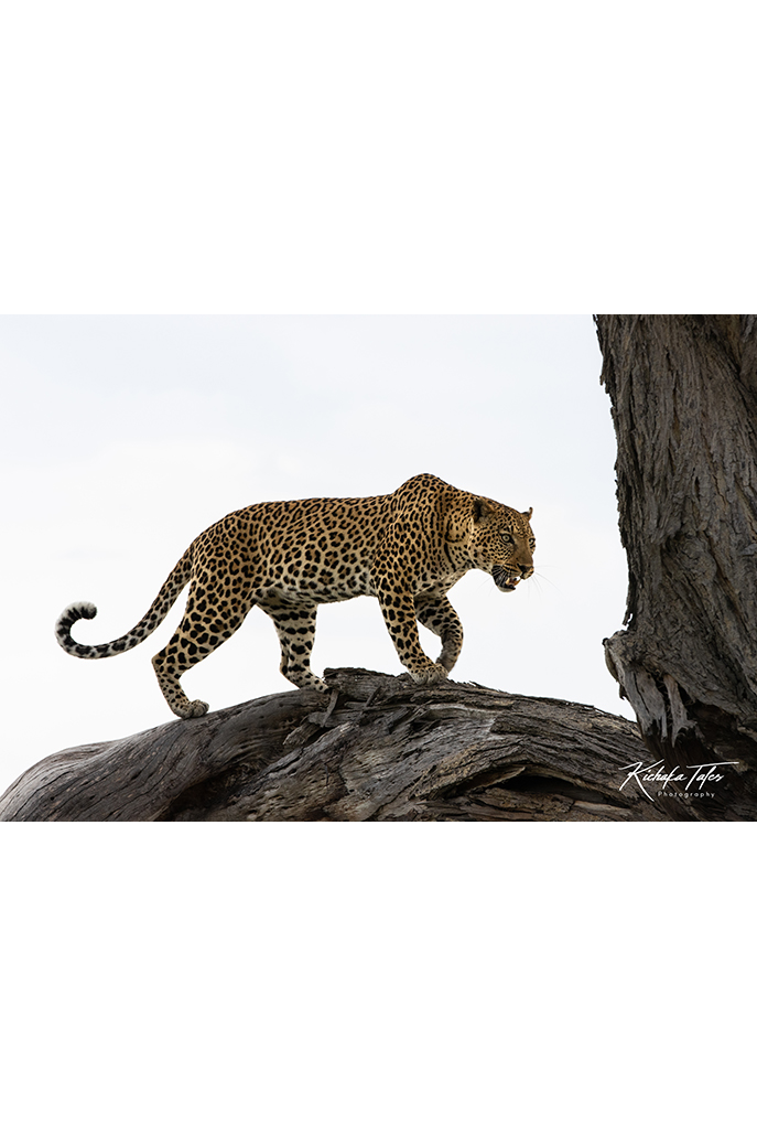 00007-leaopard in tree-thumbnail.png