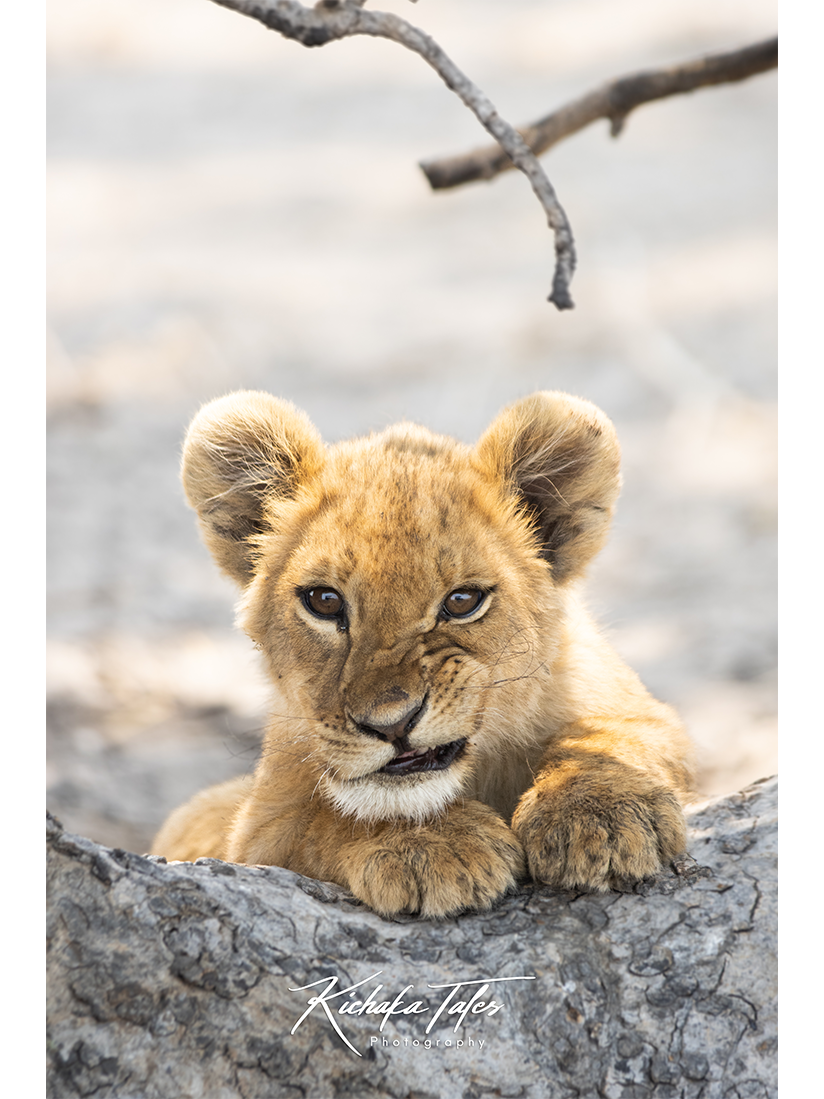 Snarling Lion Cub - 00001
