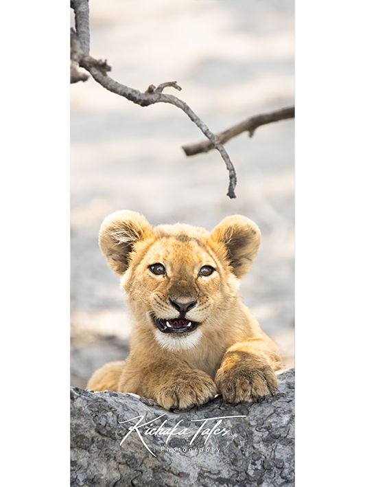 B004 -lioncubs-Demo3.png