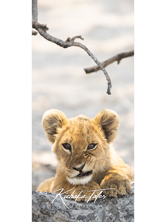 B002 -lioncubs-Demo3.png