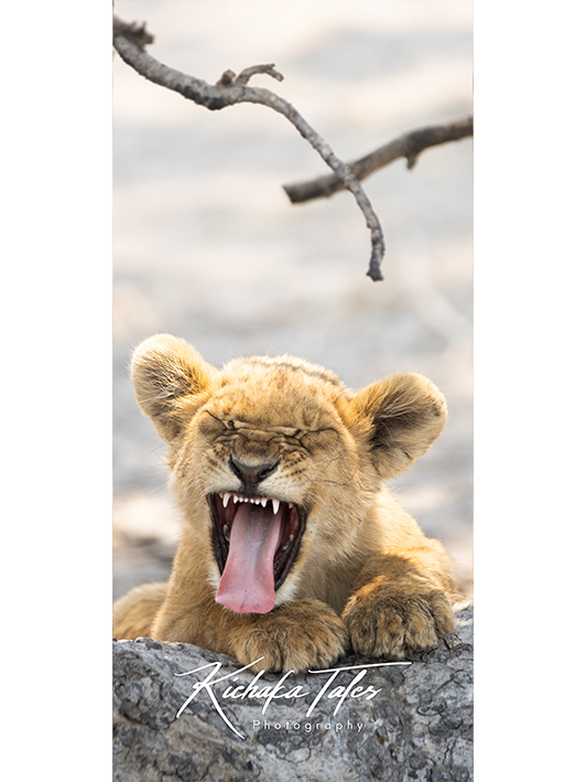 B003 -lioncubs-Demo1.png