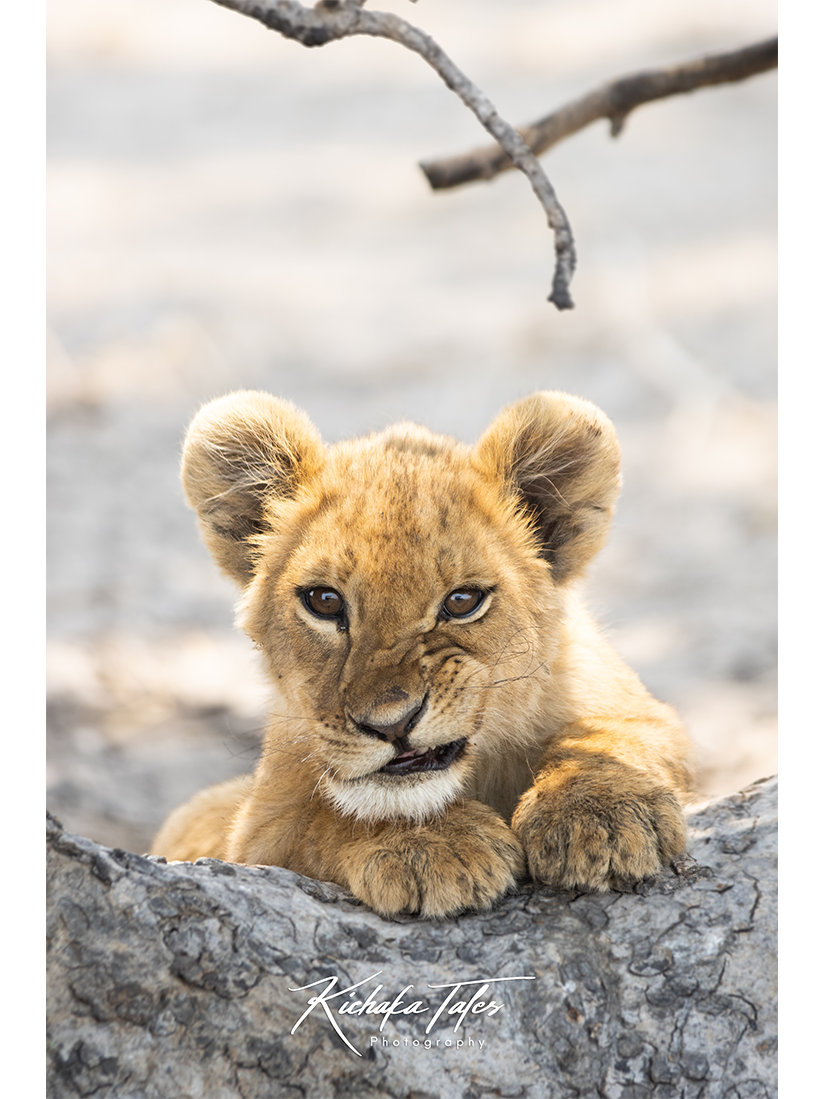 00001-Lion Cubs-snarl-thumbnail.png