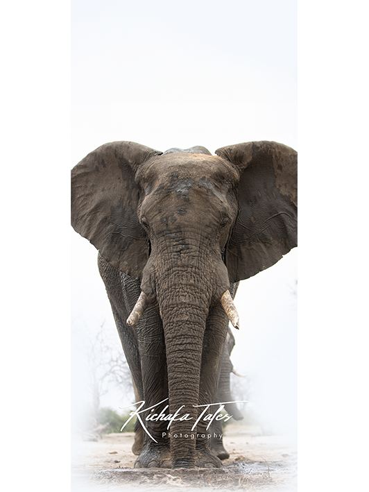 B0001 - Elephant Matriarch