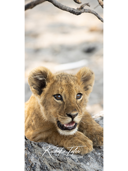 B005 -lioncubs-Demo1.png