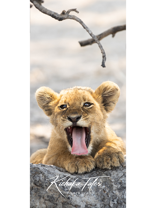 B004 -lioncubs-Demo1.png