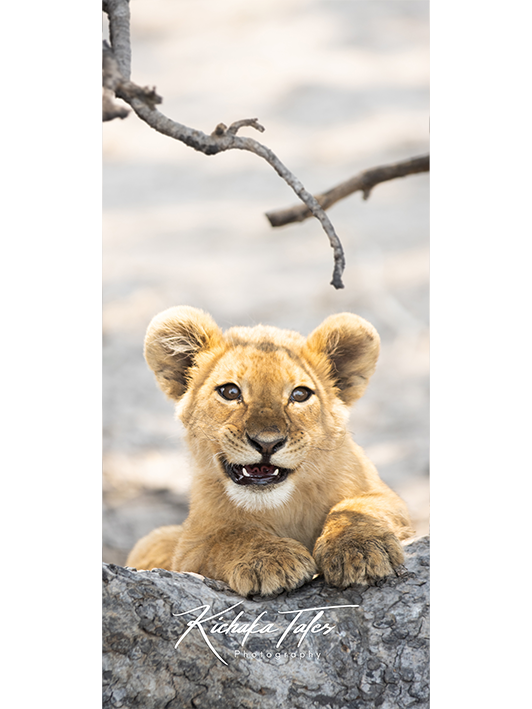B005 -lioncubs-Demo4.png
