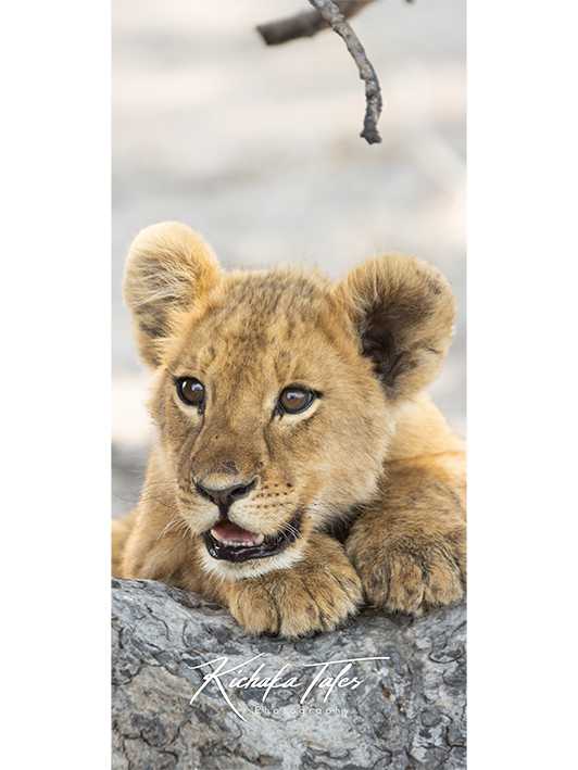 B004 -lioncubs-Demo4.png