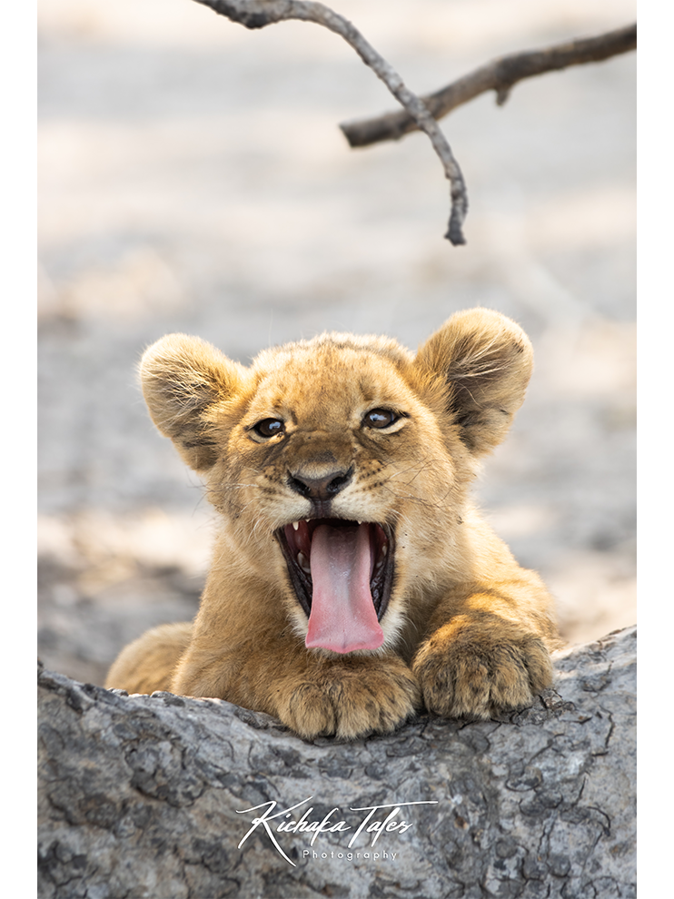 00004 - lion cub yawning - thumbnail.png
