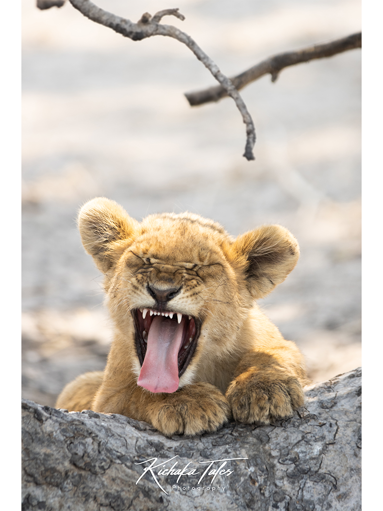00013 Lion cub snarl_thumbnail.png