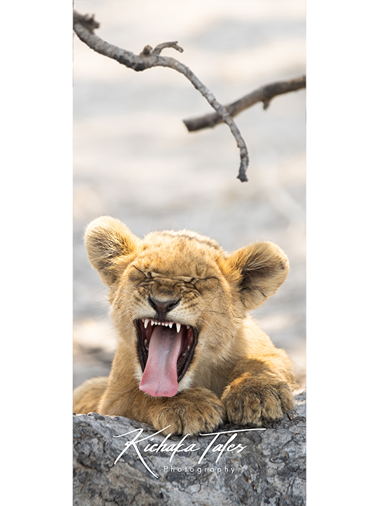 B005 -lioncubs-Demo3.png