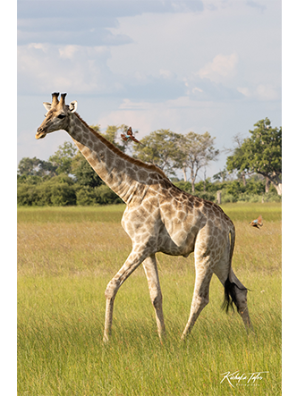 Walking Giraffe - 00005
