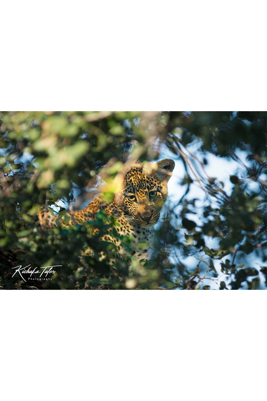 Leopard Cub Hidden in the Tree Top - 00003