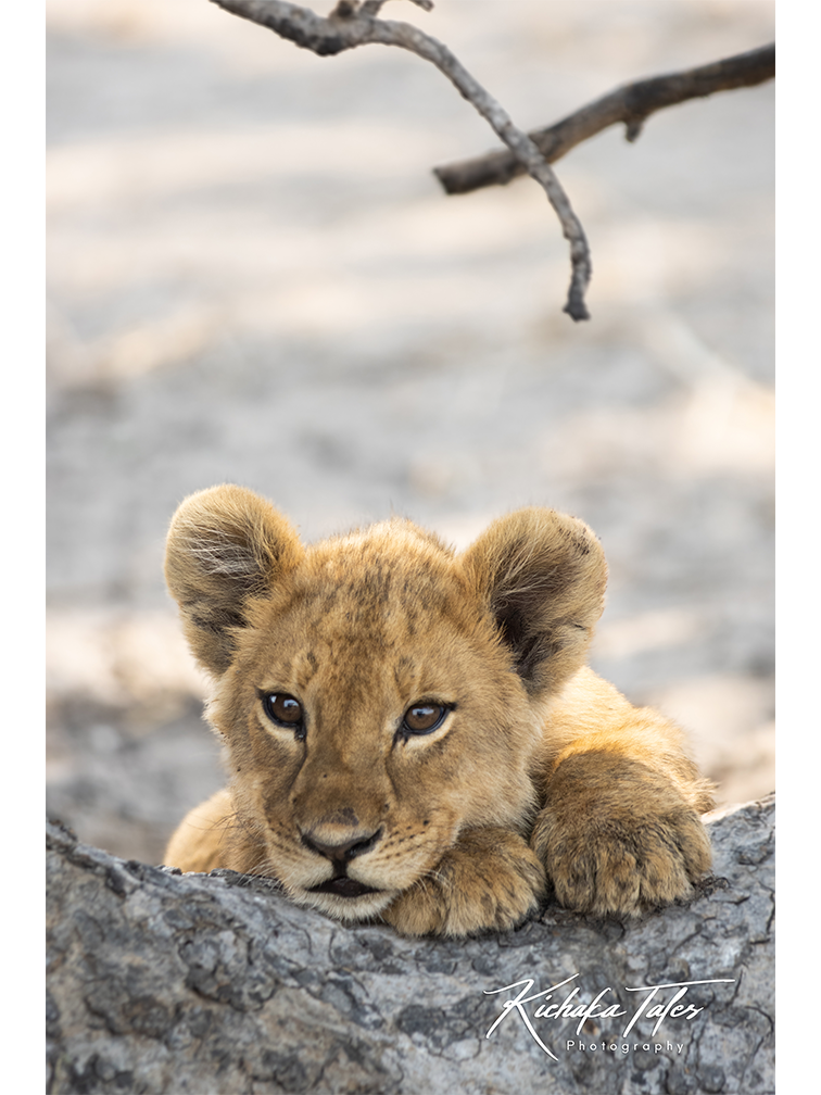 Sleepy Lion Cub - 00012