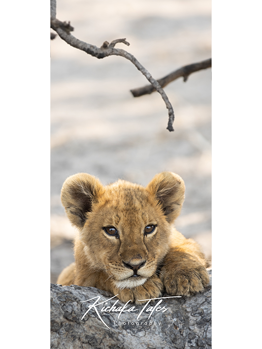 B003 -lioncubs-Demo3.png