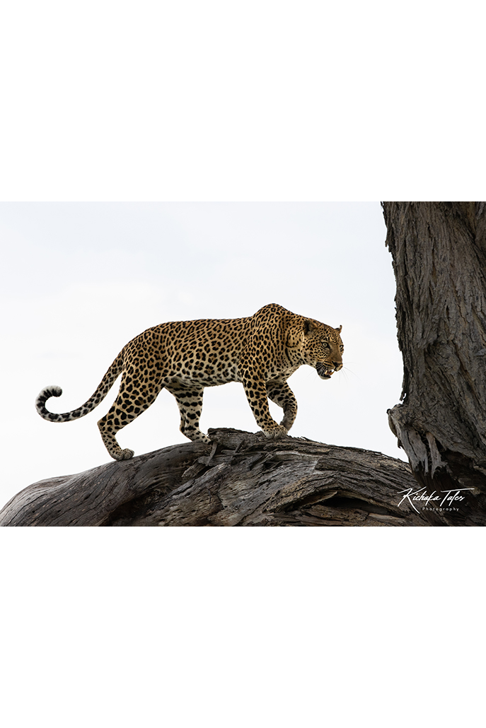 00007-leaopard in tree-thumbnail.png