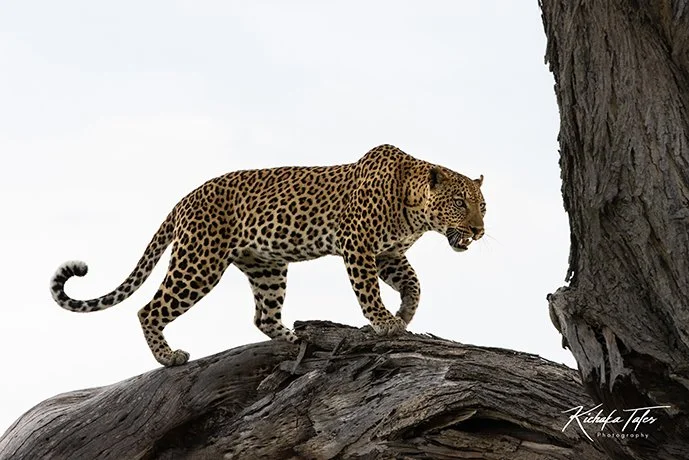 Leopard Prowling in Tree - 00007