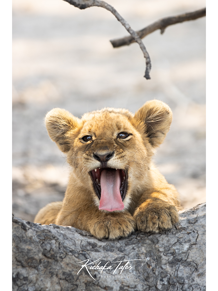 Yawning Lion Cub - 00004