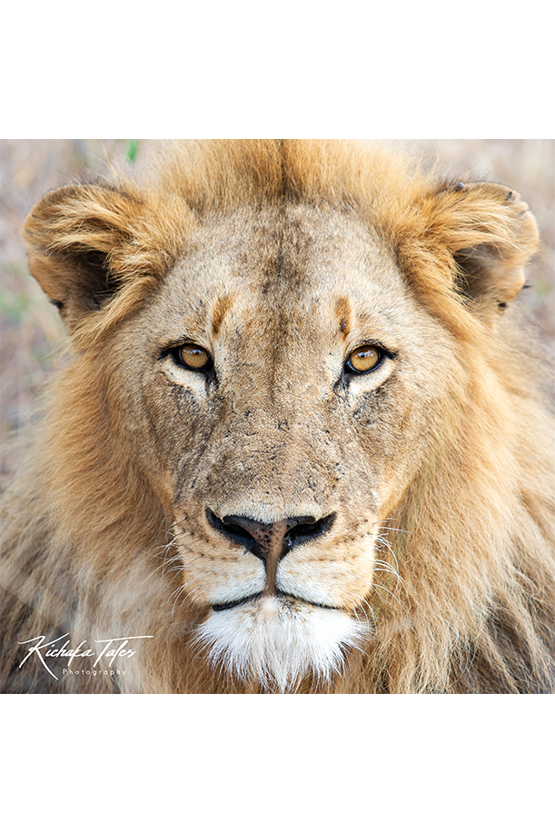 Male Lion Headshot - 00008