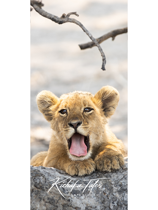 B002 -lioncubs-Demo4.png