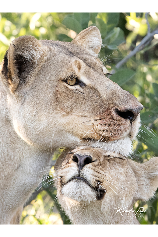 Lion Cub Nuzzling Mother - 00009