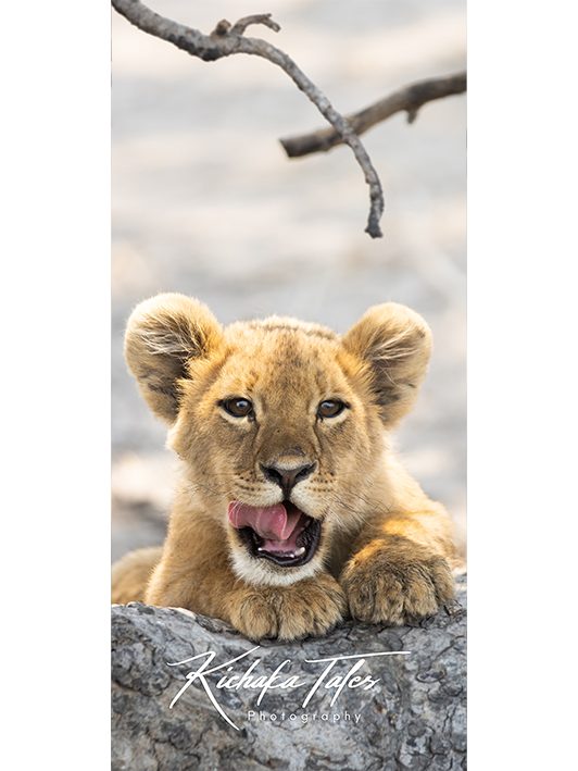 B003 -lioncubs-Demo2.png