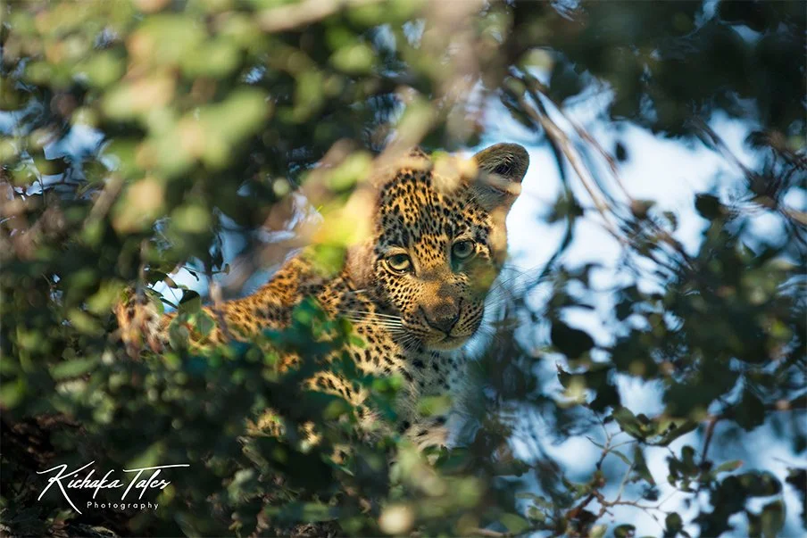 Leopard Cub in Tree - 00003