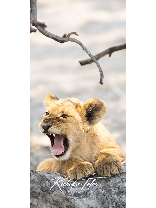 B004 -lioncubs-Demo2.png