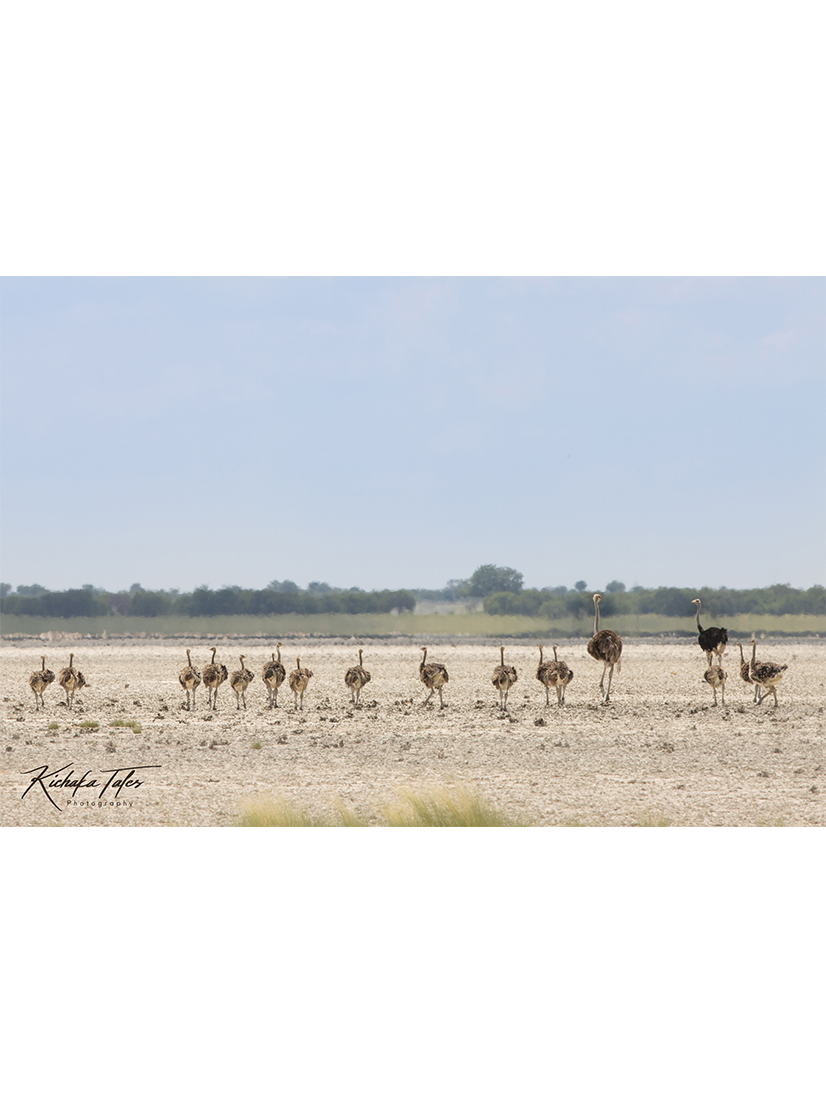 Ostriches on the Salt Pans - 00014