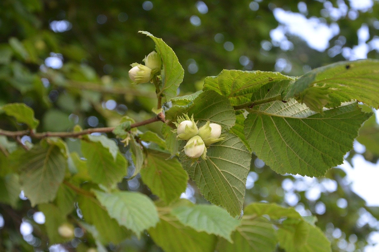 hazelnuts-2421364_1280.jpg