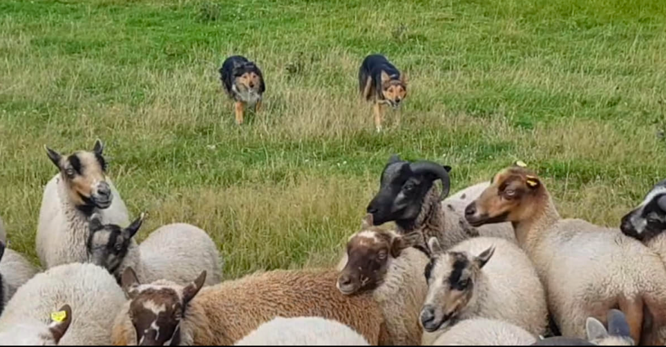 Dan and Joker an der Arbeit.png