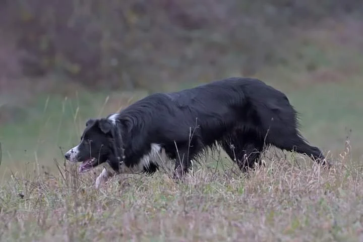 Foundation / Beginners