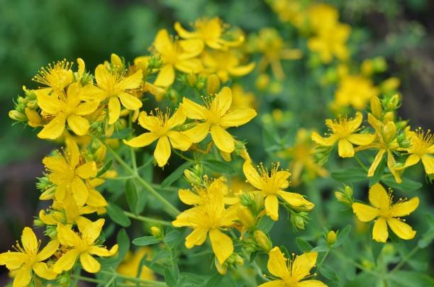st.johns.wort.jpg