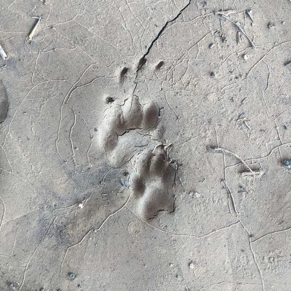 Badger tracks in sand.