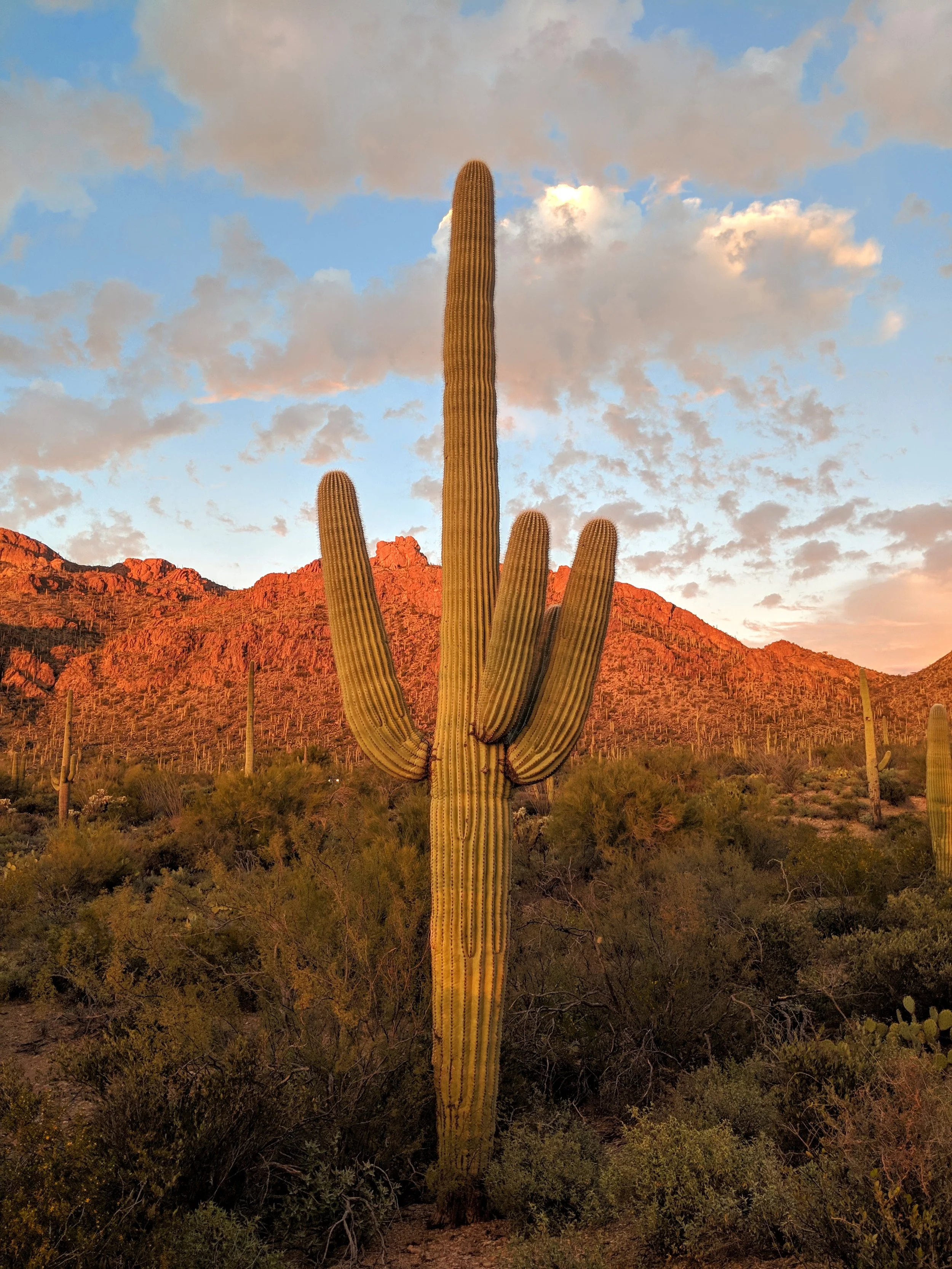 A tall saguaro cactus in a desert landscape at sunset, with a mountain range in the background and a partly cloudy sky.
