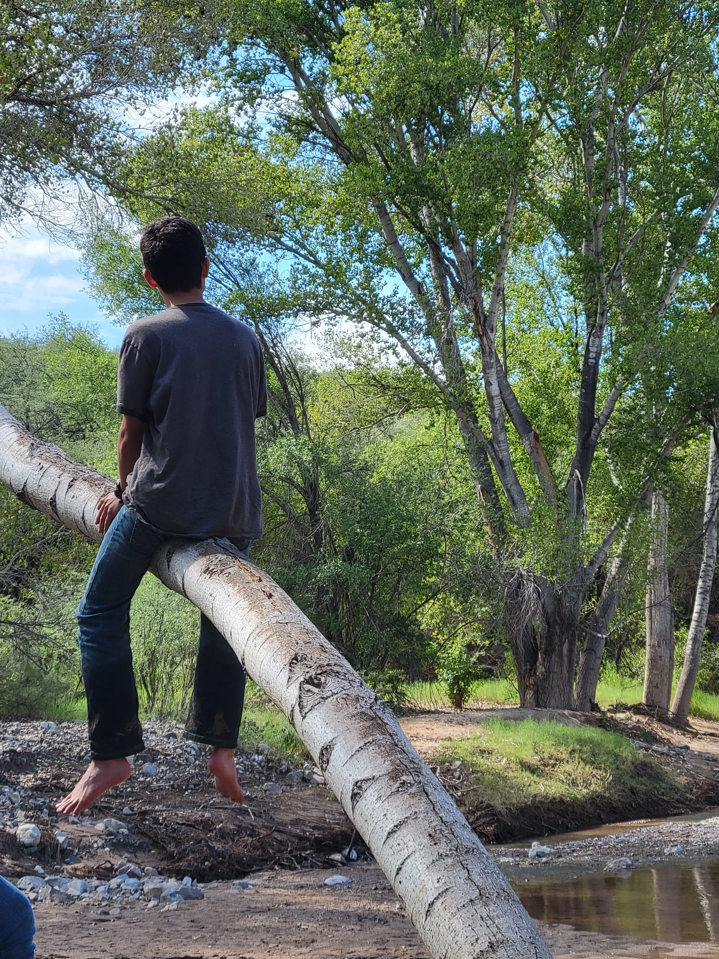 A person sitting barefoot on a large fallen tree branch over a creek, surrounded by green trees and blue sky.