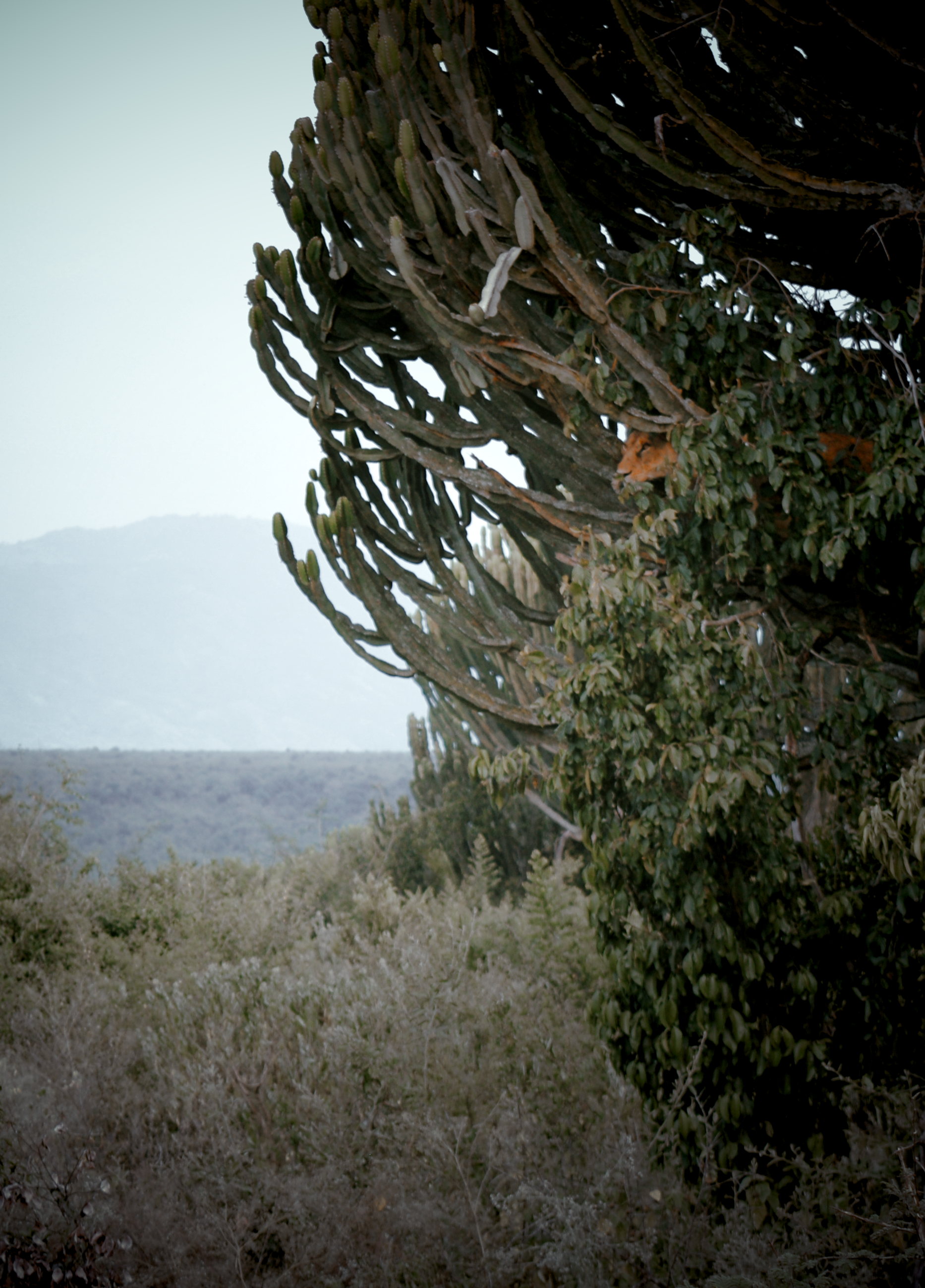 DSC_0253.png