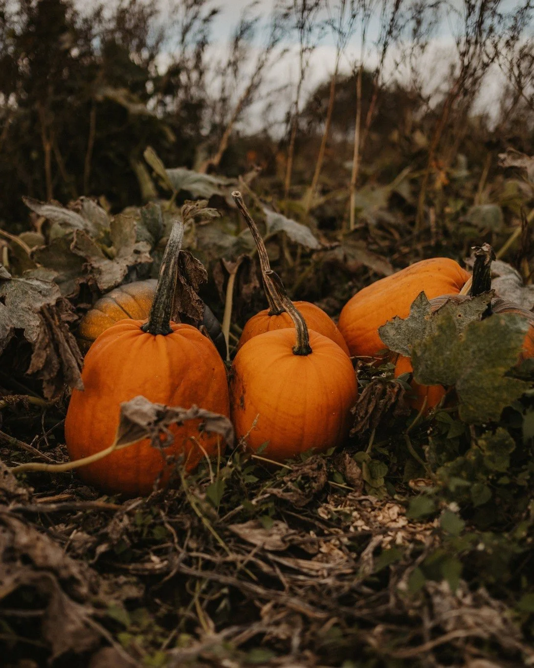H&ouml;sten &auml;r en vacker tid. F&ouml;r vissa inneb&auml;r den en nystart. F&ouml;r andra tid f&ouml;r f&ouml;r&auml;ndring. N&aring;gra anv&auml;nder h&ouml;sten f&ouml;r att blicka in&aring;t, dra sig tillbaka och g&ouml;ra det d&auml;r analysa