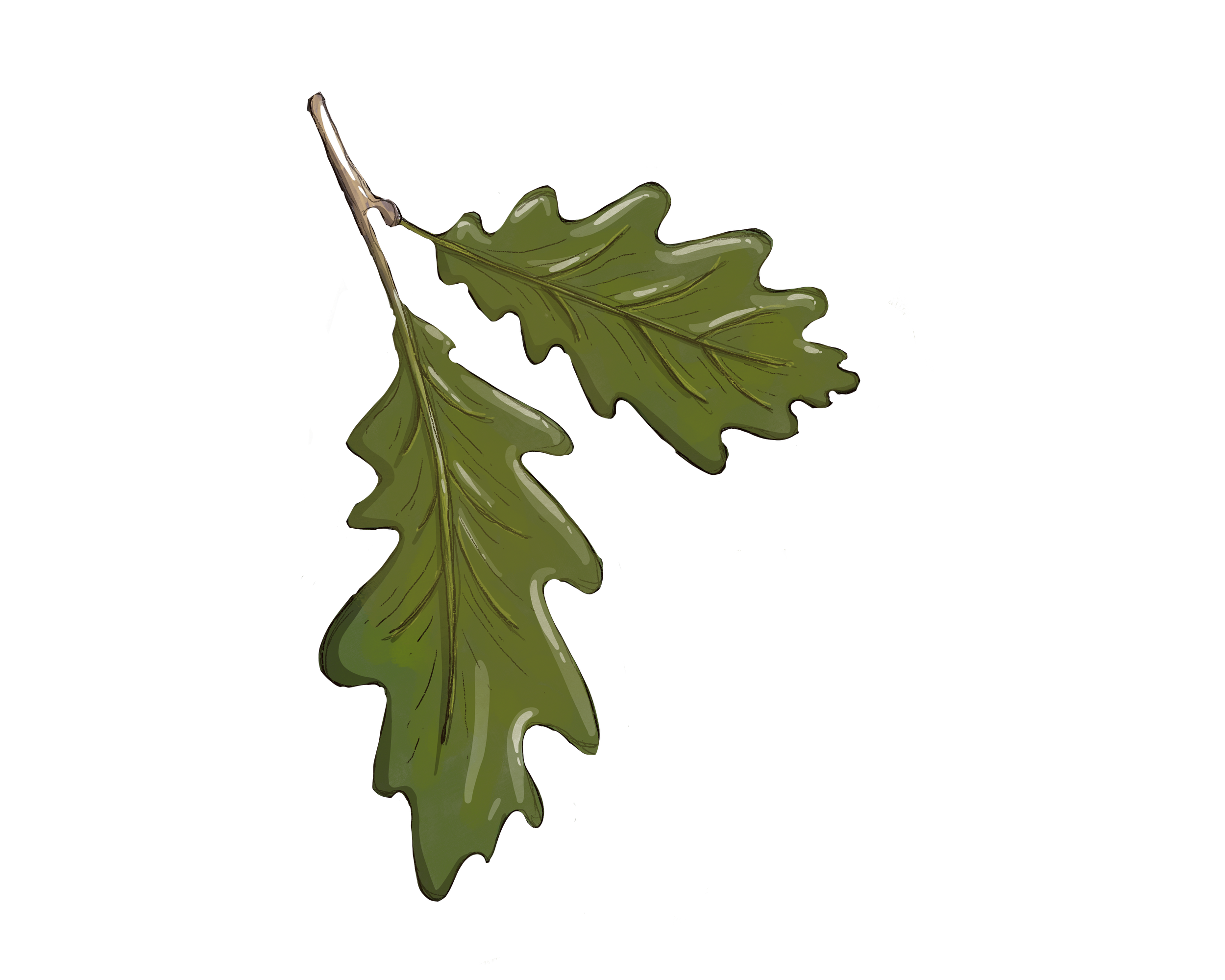 oak leaves from little moonseed
