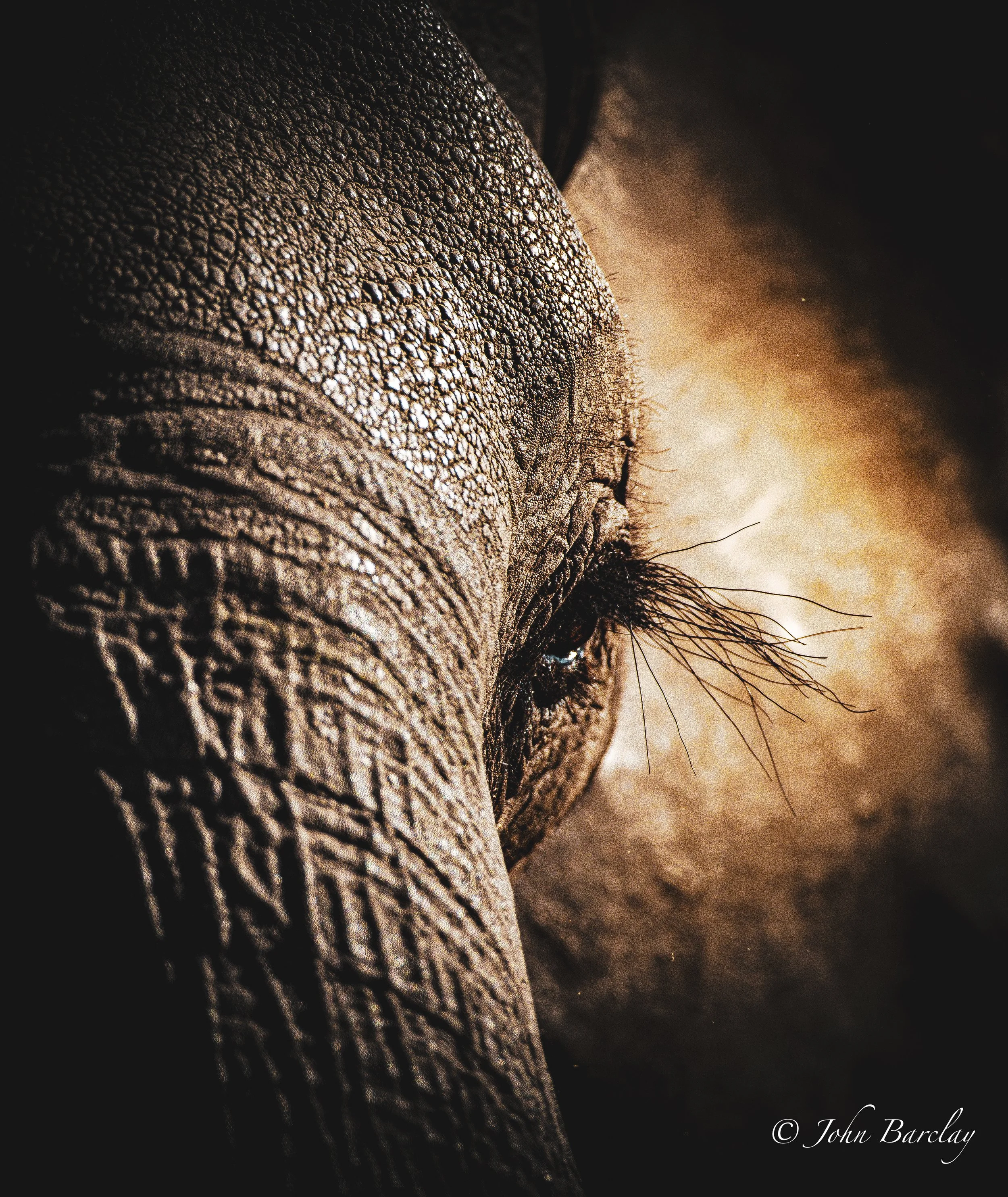 A Botswana Xudumela elephant's eyes