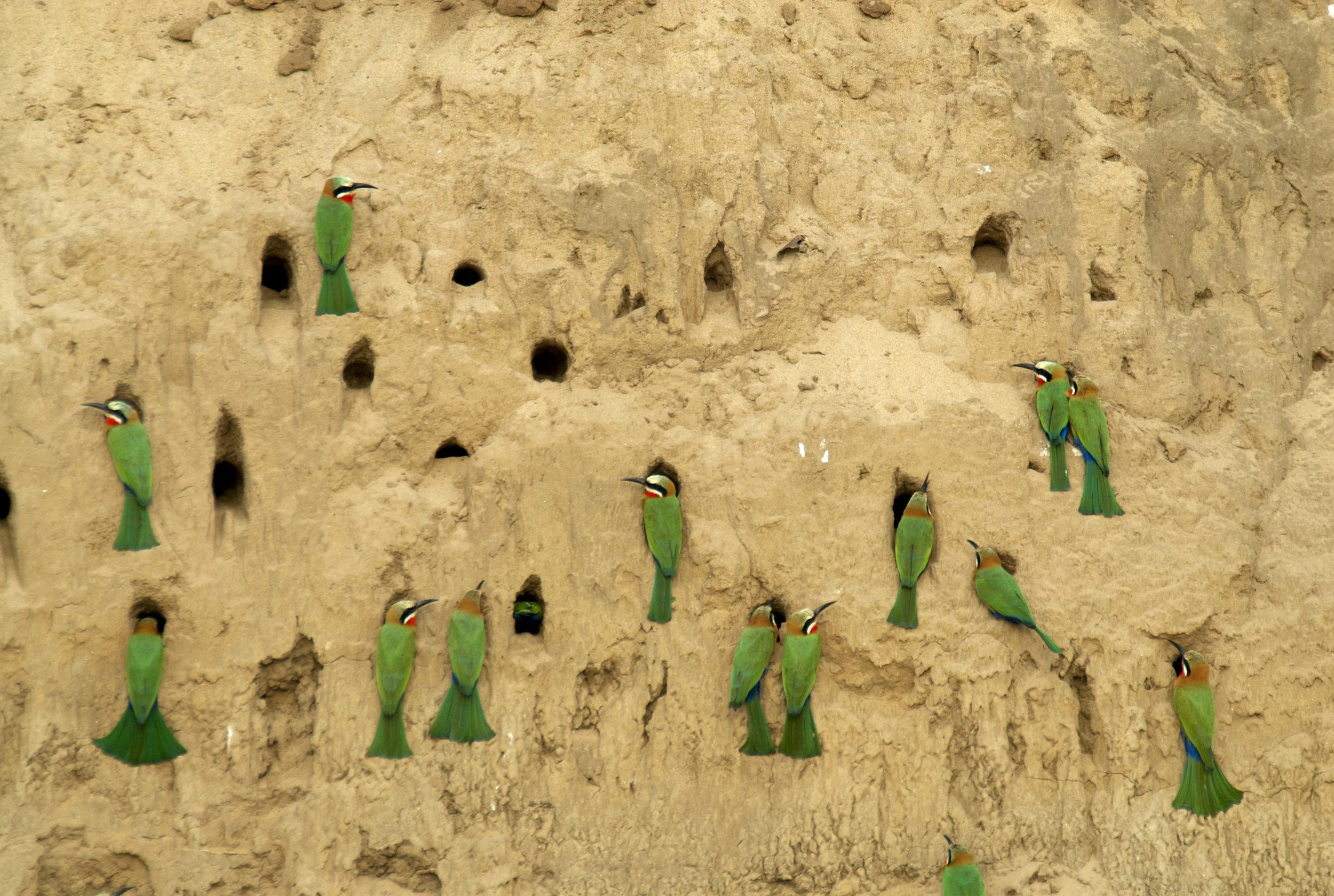 Bee Eater, white fronted0004.JPG