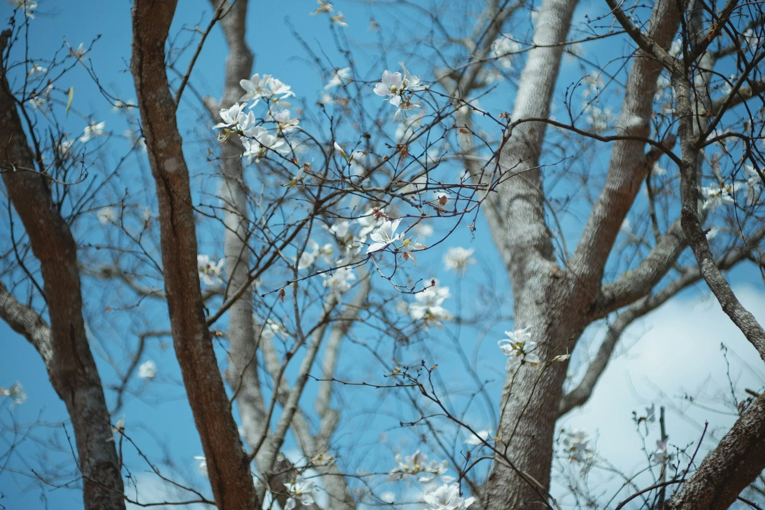 Bare trees in early spring with signs of new life and growth