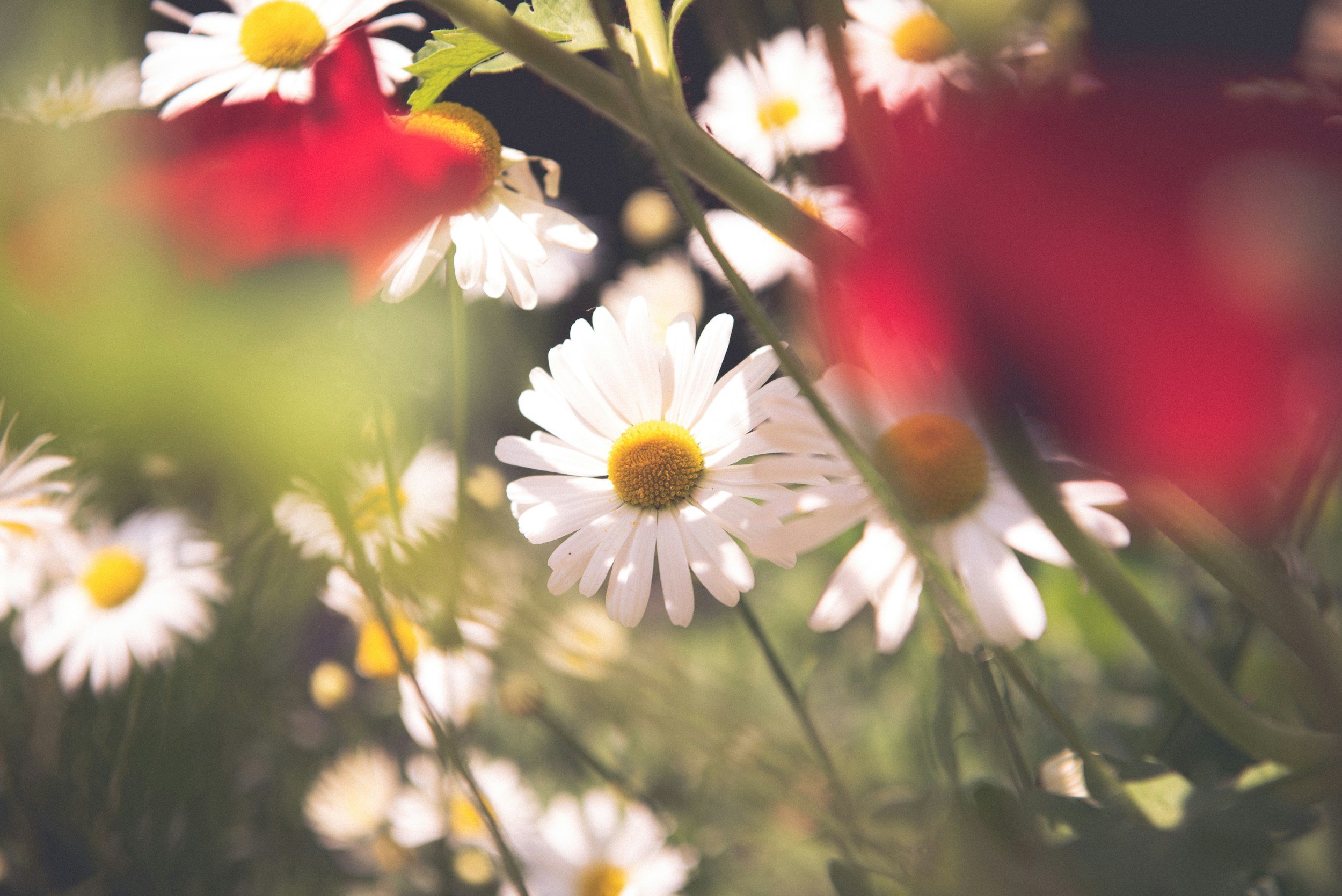 White flowers with golden centres in full bloom