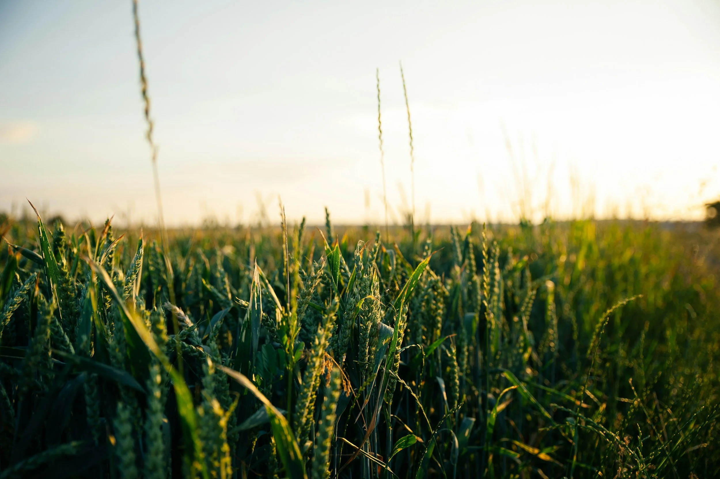 A view of a field of ripening corn