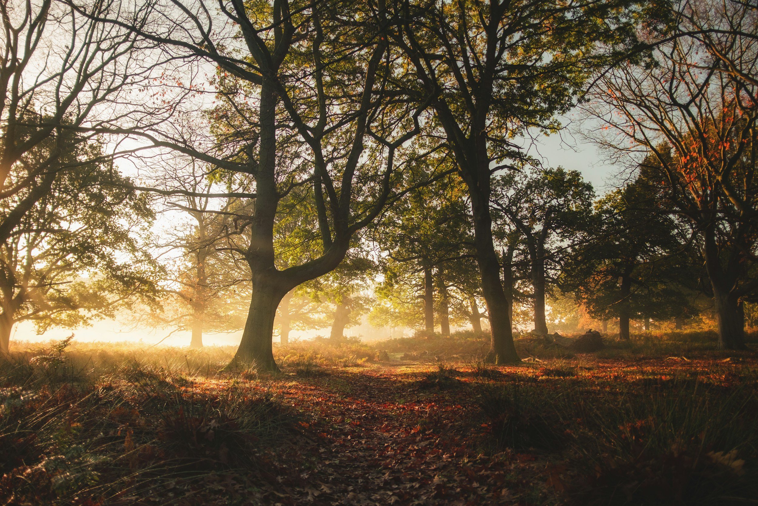 Sunrise through a forest with tall trees, some with green leaves, and a ground covered with fallen leaves.